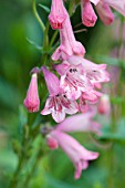 PENSTEMON HEWELL PINK BEDDER