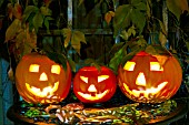 CUCURBITA MAXIMA PUMPKINS CARVED AS JACK O LANTERNS FOR HALLOWEEN