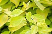 CORNUS ALBA AUREA