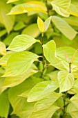 CORNUS ALBA AUREA