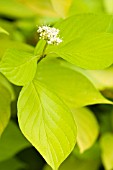 CORNUS ALBA AUREA