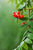 SORBUS AUCUPARIA