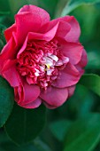 CAMELLIA JAPONICA ELEGANS