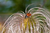 COCCINELLA 7-PUNCTATA, SEVEN-SPOT LADYBIRD ON CLEMATIS ORIENTALIS SEED HEAD