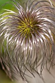 CLEMATIS ORIENTALIS BILL MACKENZIE SEED HEAD