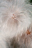 CLEMATIS ORIENTALIS BILL MACKENZIE SEED HEAD