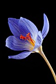 CROCUS SPECIOSUS