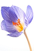 CROCUS SPECIOSUS