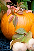 CUCURBITA MAXIMA PUMPKINS WITH BUTTERNUT SQUASH AND COURGETTES