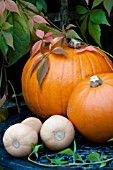 CUCURBITA MAXIMA PUMPKINS WITH BUTTERNUT SQUASH AND COURGETTES