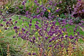 CALLICARPA BODINIERI VAR GIRALDII PROFUSION