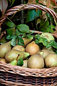 PYRUS COMMUNIS IN BASKET