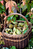 PYRUS COMMUNIS IN BASKET