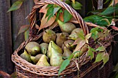 PYRUS COMMUNIS IN BASKET