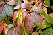 PARTHENOCISSUS QUINQUEFOLIA