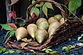 PYRUS COMMUNIS IN WICKER TRUG