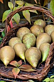 PYRUS COMMUNIS IN WICKER TRUG