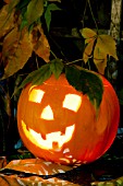 CUCURBITA MAXIMA PUMPKIN JACK O LANTERN