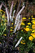 ACTAEA SIMPLEX BRUNETTE