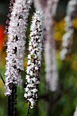 ACTAEA SIMPLEX BRUNETTE