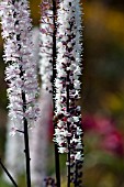 ACTAEA SIMPLEX BRUNETTE