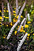 ACTAEA SIMPLEX BRUNETTE