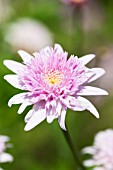 ARGYRANTHEMUM PINK AUSTRALIAN