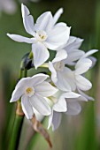 NARCISSUS PAPYRACEUS PAPER WHITE