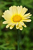 ARGYRANTHEMUM LEVADA CREAM