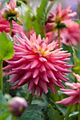 DAHLIA OAKWOOD FIRE