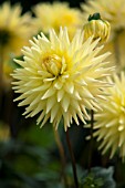 DAHLIA OAKWOOD GOLDCREST