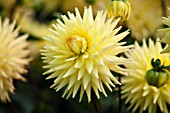 DAHLIA OAKWOOD GOLDCREST