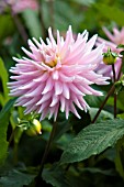 DAHLIA DELPHINE