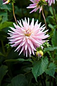 DAHLIA DELPHINE