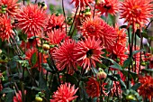 DAHLIA ROCKLIFFE BILLY