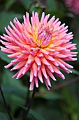 DAHLIA OAKWOOD FIRELIGHT