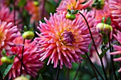 DAHLIA OAKWOOD FIRELIGHT