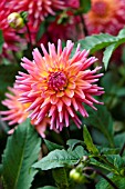 DAHLIA OAKWOOD FIRELIGHT