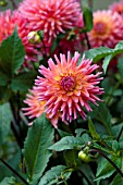 DAHLIA OAKWOOD FIRELIGHT