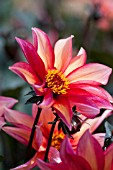 DAHLIA WALTZING MATILDA