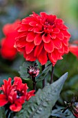 DAHLIA TALLY HO DOUBLE