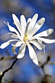 MAGNOLIA STELLATA CENTENNIAL