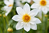 DAHLIA TRELYN DAISY