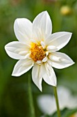 DAHLIA TRELYN DAISY