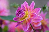 DAHLIA KENS RARITY