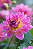 DAHLIA KENS RARITY