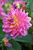 DAHLIA KENS RARITY