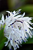 YPSILANDRA THIBETICA