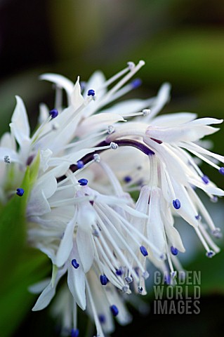 YPSILANDRA_THIBETICA