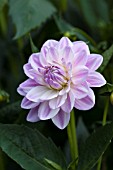 DAHLIA CRYSTAL BEAUTY